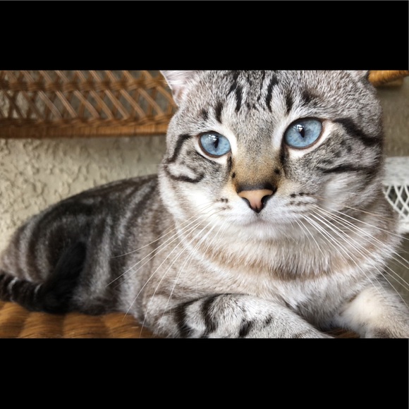 Hey I’m Alexa! - Picture 5 of 8